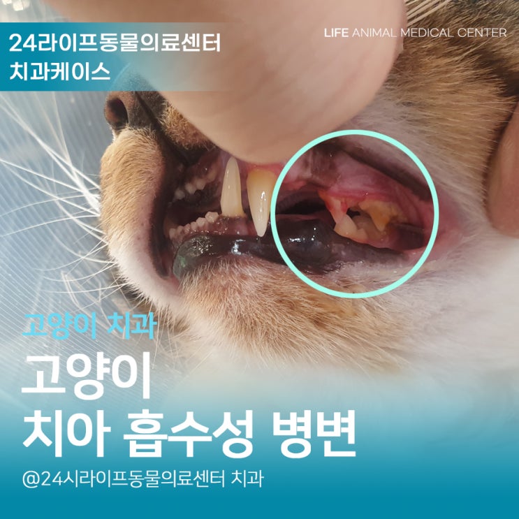대구 고양이 스케일링 : 고양이 치아흡수성병변 치과엑스레이로 정확하게