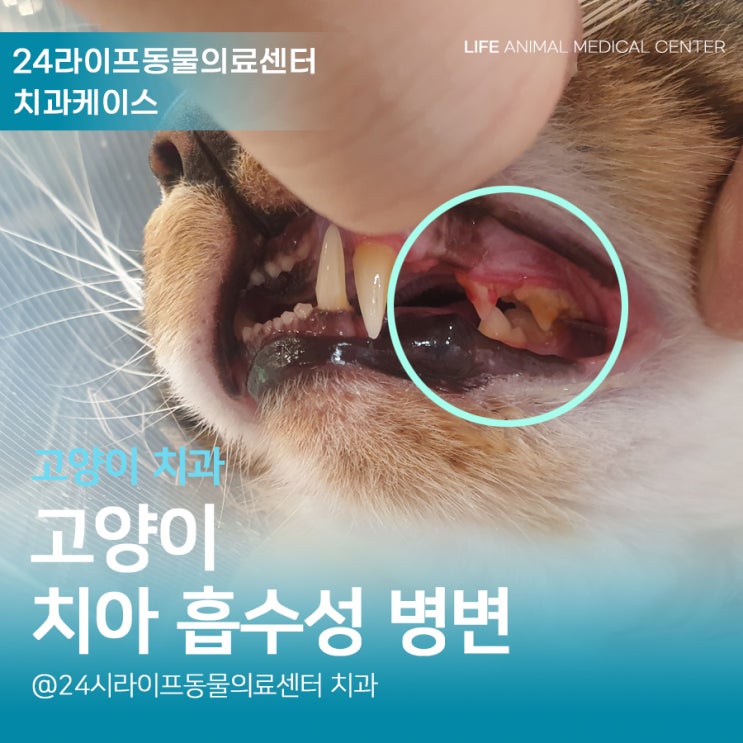 대구 고양이 스케일링 : 고양이 치아흡수성병변 치과엑스레이로 정확하게 대구 고양이 스케일링 : 고양이 치아흡수성병변 치과엑스레이로 정확하게