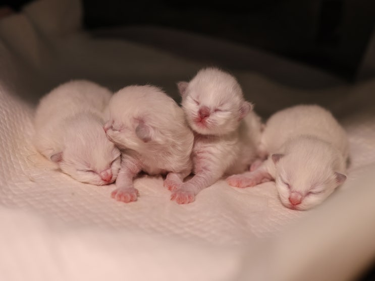 랙돌캐터리 고양이 출산 소식, 렉돌 꼬물이 종류 블루바이 미티드 특징