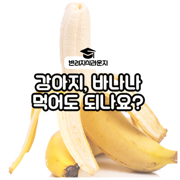  강아지, 바나나 먹어도 되나요? 효능 및 주의할 점