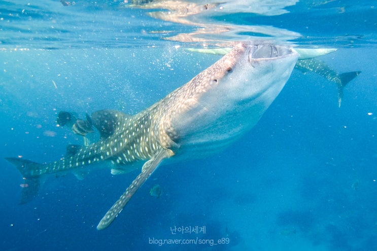  세부 오슬롭 고래상어 투어 | 이것은 고래상어다