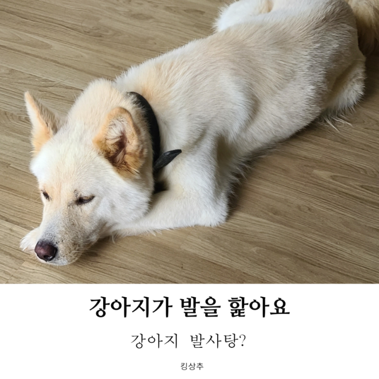  강아지가 발을 핥아요 강아지 발 핥는 이유와 대처 방법은?