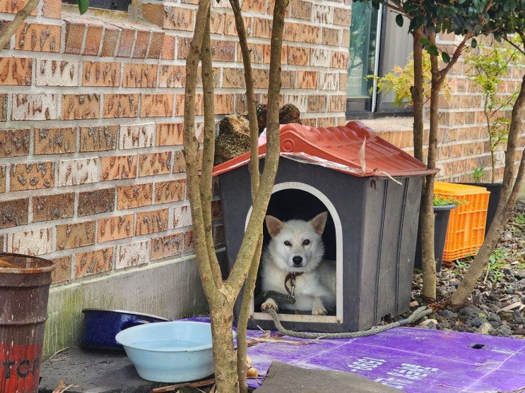 태풍카눈이 휩쓸던 그 순간 : 제주 성산 태풍카눈이 휩쓸던 그 순간 : 제주 성산