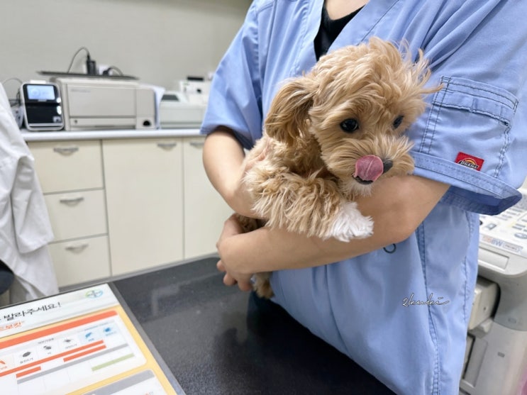 강아지 예방접종 비용 시기 2차~6차 기록