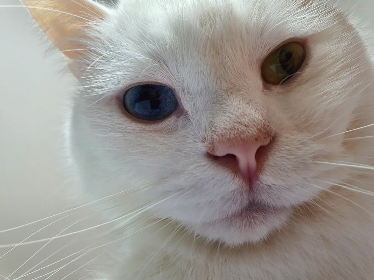 고양이 오드아이 품종 눈 색깔 이색증 원인