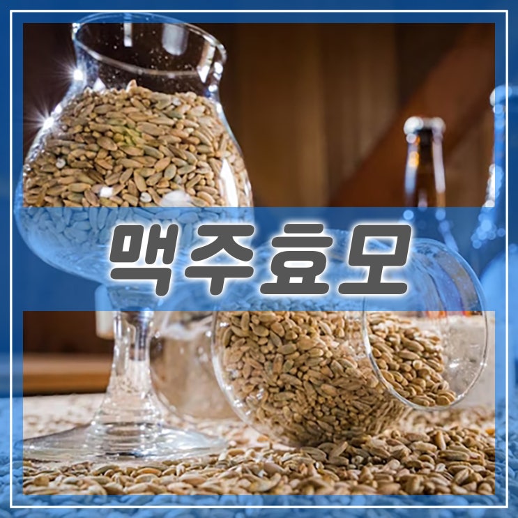  탈모 맥주효모 효과 있을까? 비오틴 영양제 성분