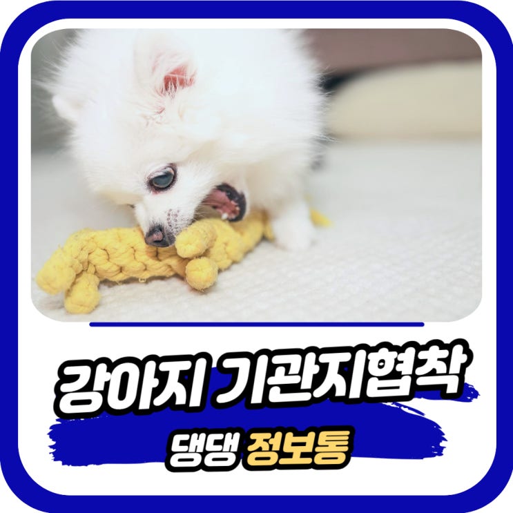  강아지 기관지협착증 치료 켁켁거림 기침 증상 원인