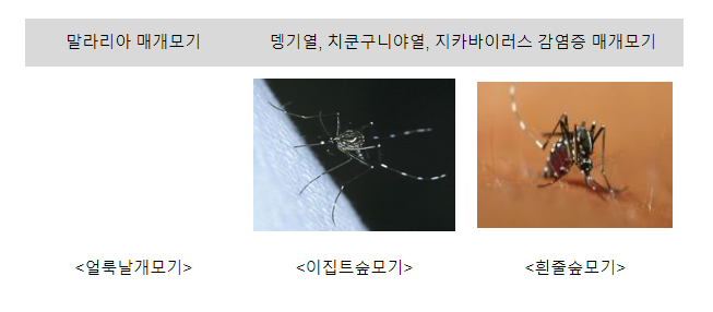 해외여행 시 모기매개감염병 주의하세요.(8.11.금) 해외여행 시 모기매개감염병 주의하세요.(8.11.금)