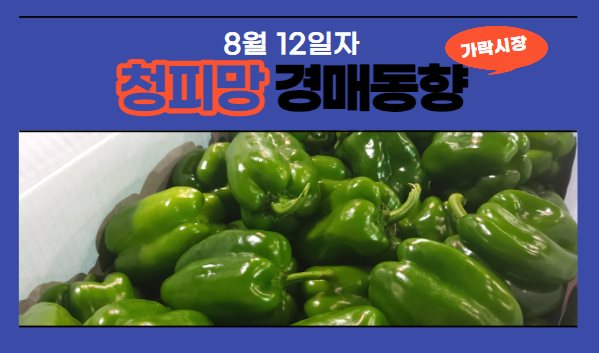  [경매사 일일보고] 8월 12일자 가락시장 청피망 경매동향을 살펴보겠습니다!