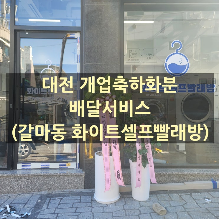  대전 개업화분 배달 했습니다.(갈마동 화이트셀프빨래방)