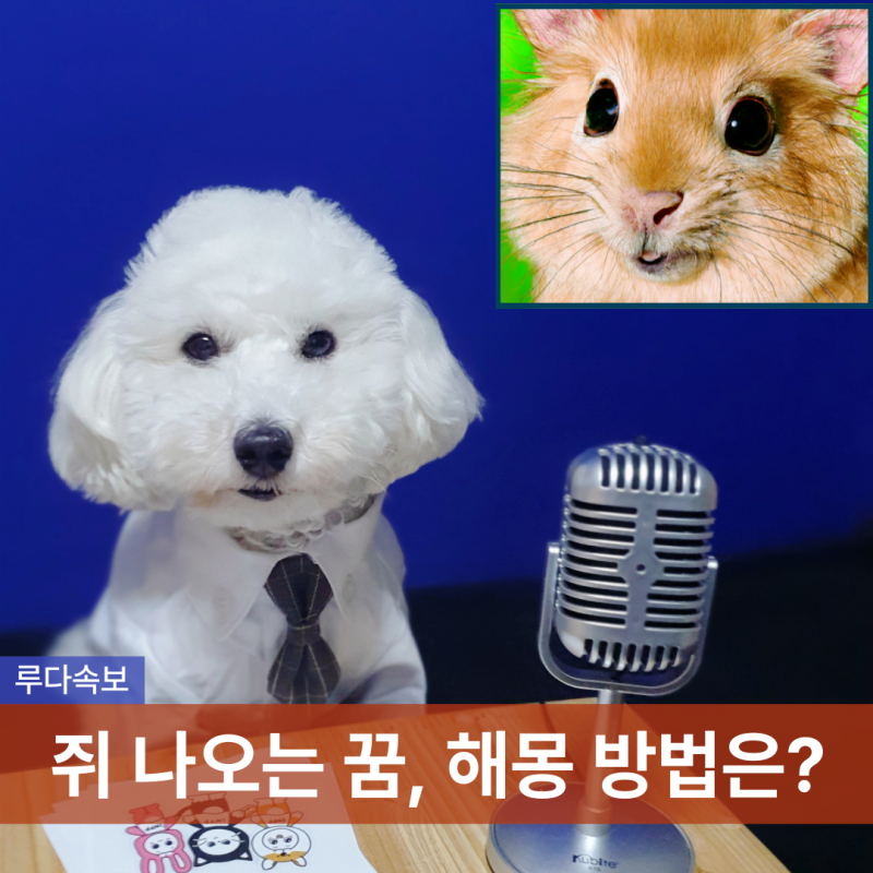 쥐 나오는 꿈 죽은 쥐꿈 생쥐나오는꿈 해몽 총정리