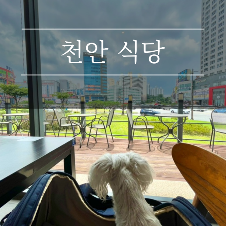  천안 맛집 애견동반식당 짬뽕지존 쌍용동 24시 중식당 추천