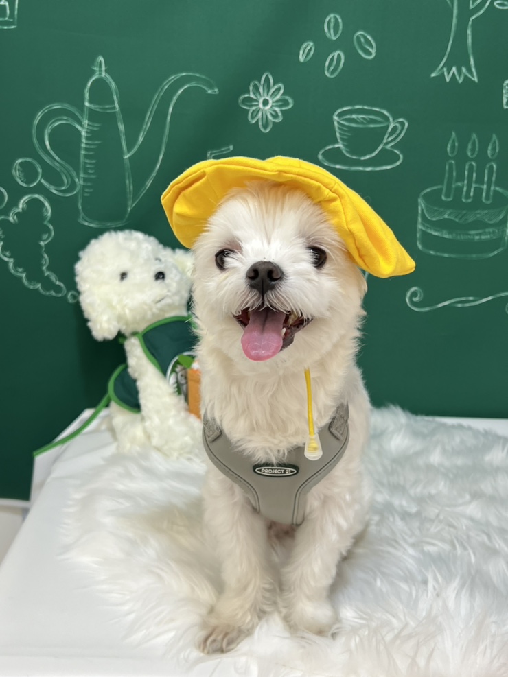  부천 애견카페 워터독 체크인! 수영장이 있다