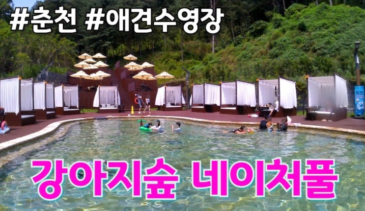  [강원 춘천] 애견수영장 강아지숲 네이처풀 완전 상세한 꿀팁포함후기 애견동반가능