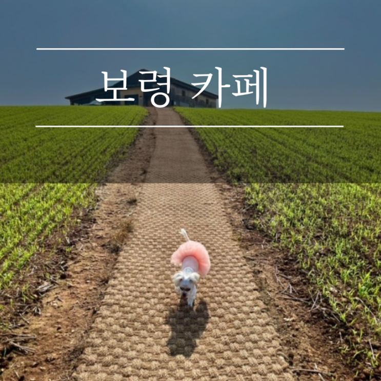  보령 청보리창고 카페 애견동반 가볼만한곳 청보리밭 신상 강아지와 여행 천북폐목장 실내 반려견가능 추천