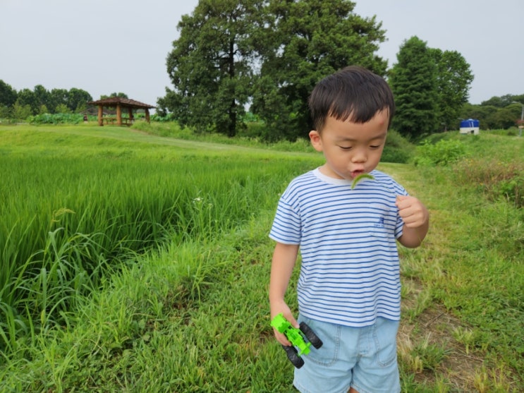  수원 탑동시민농장 도심 속 자연즐기기 8월 요즘 (해바라기, 연꽃)