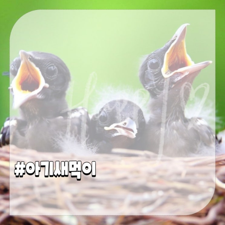  아기새 먹이 주의할 점 먹이는 방법