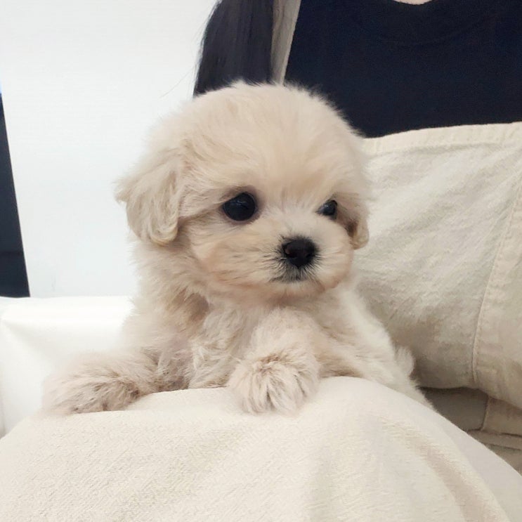  태안애견분양 어머니의 옆자리