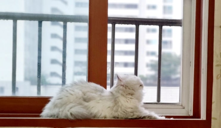  비도 오고 고양이 사진 찍기 참 좋은 날이네