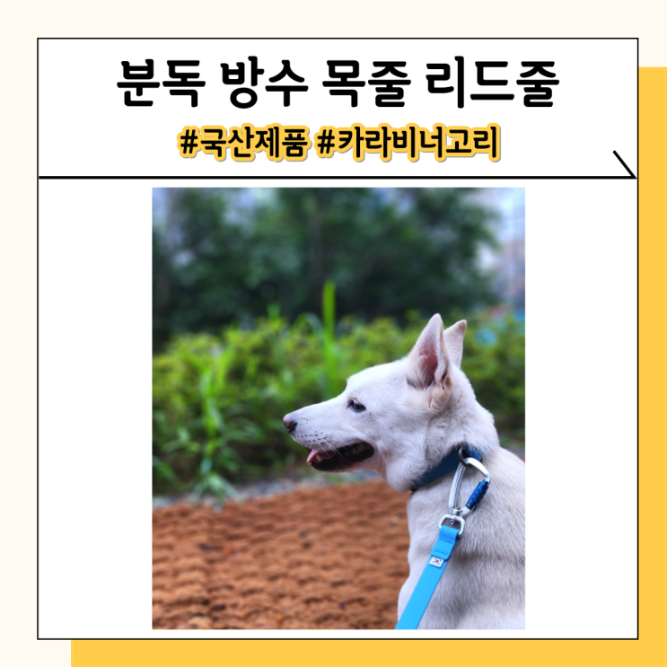 분독 목줄 리드줄 비가 와도 강아지 산책 걱정 없는 이유 분독 목줄 리드줄 비가 와도 강아지 산책 걱정 없는 이유