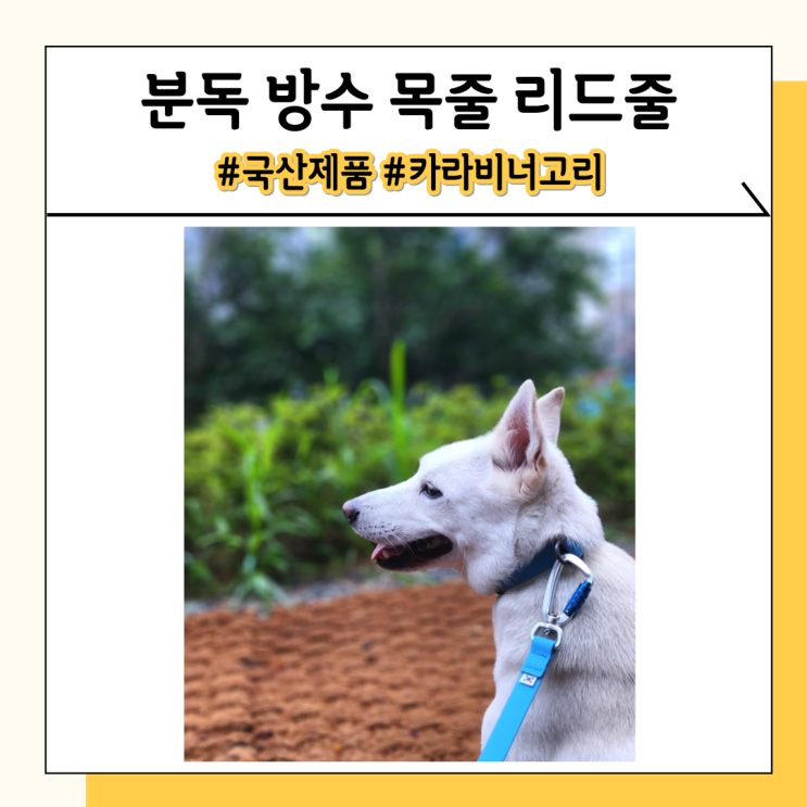 분독 목줄 리드줄 비가 와도 강아지 산책 걱정 없는 이유