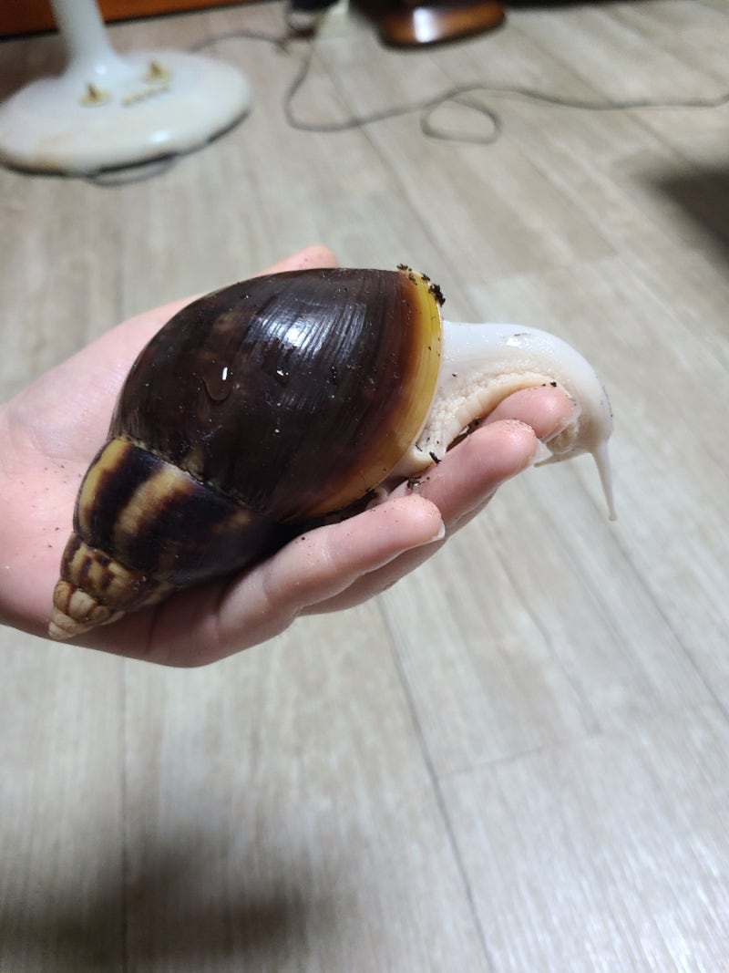 아프리카왕달팽이 키우기 (7개월차)