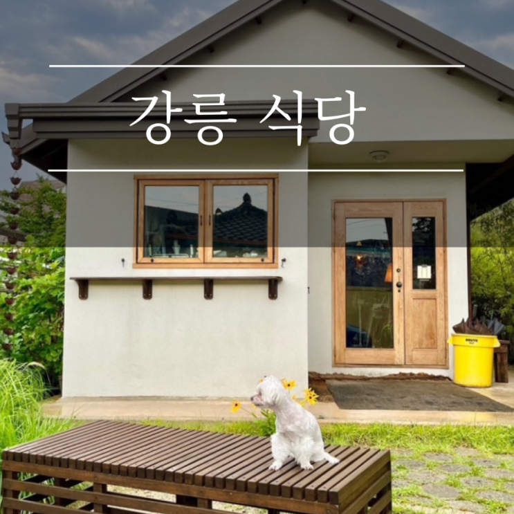 강릉 애견동반 식당 맛집 얼라이브홈 강아지와 강원도 여행 코스 일본식 차슈덮밥 대창라멘 추천