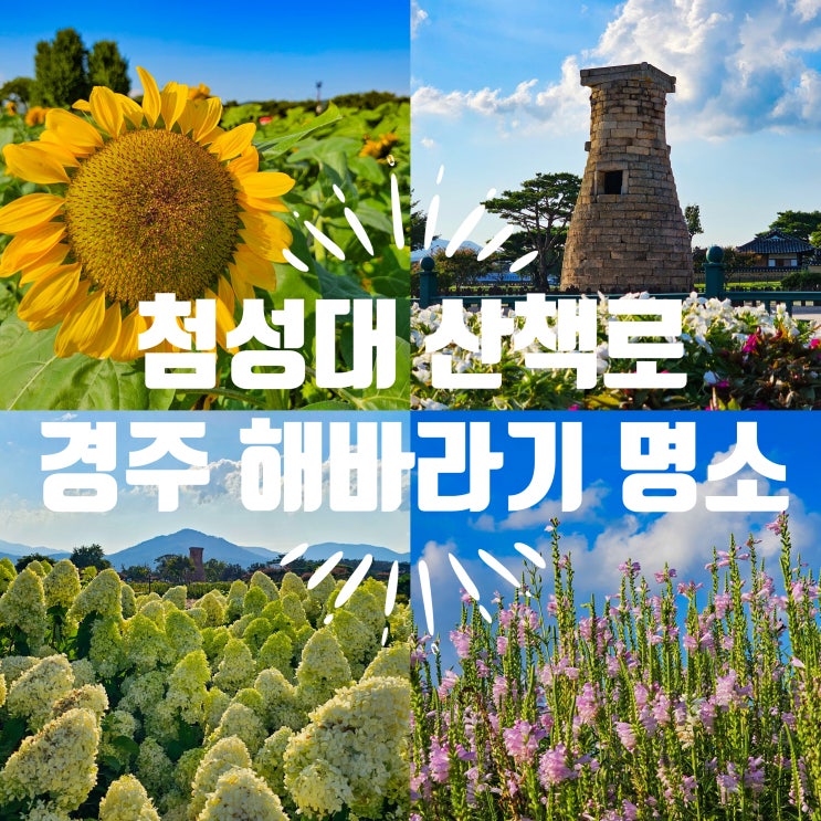  경주 해바라기 명소 첨성대 산책로의 풍경