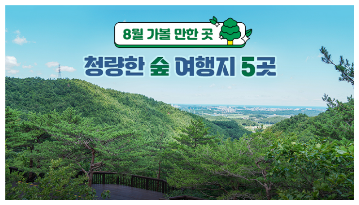 8월 가볼 만한 곳…청량한 숲 여행지 5곳 8월 가볼 만한 곳…청량한 숲 여행지 5곳