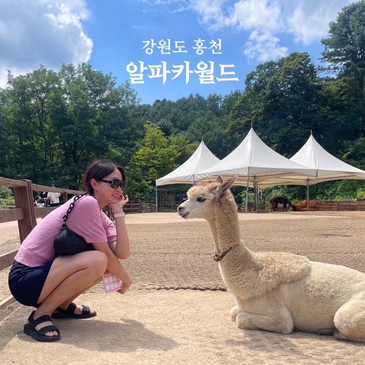 강원도 홍천 여행 아이와 가볼만한 곳 알파카월드 예매 할인 주차정보 동물원 놀거리