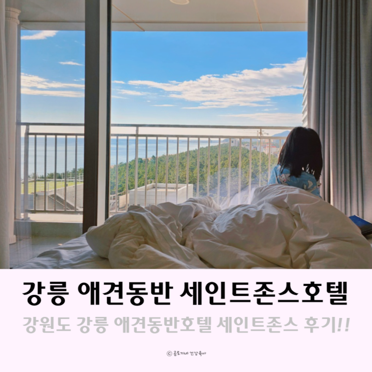 강원도 강릉 애견동반 숙소 세인트존스호텔 후기 강원도 강릉 애견동반 숙소 세인트존스호텔 후기