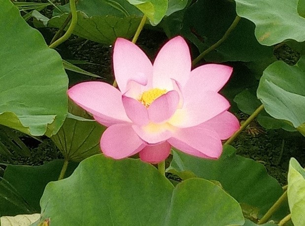  [대구 여행]반야월연꽃단지