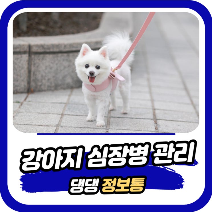  강아지 심장병 증상과 원인 B2단계 심장약 관리