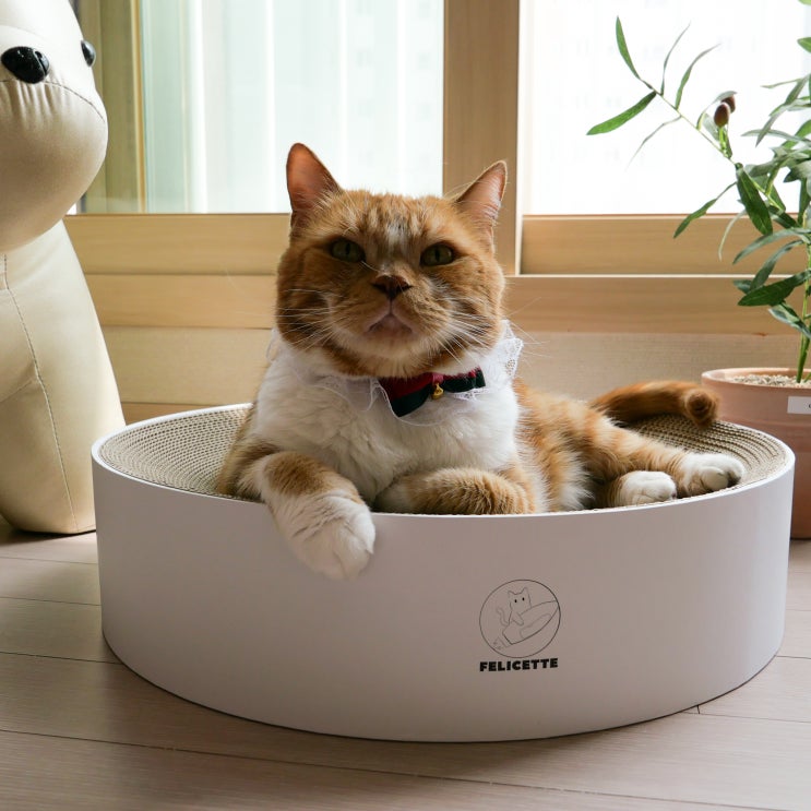  고양이 평균 수명 늘어난 이유와 고양이나이 쉽게 계산하는 법