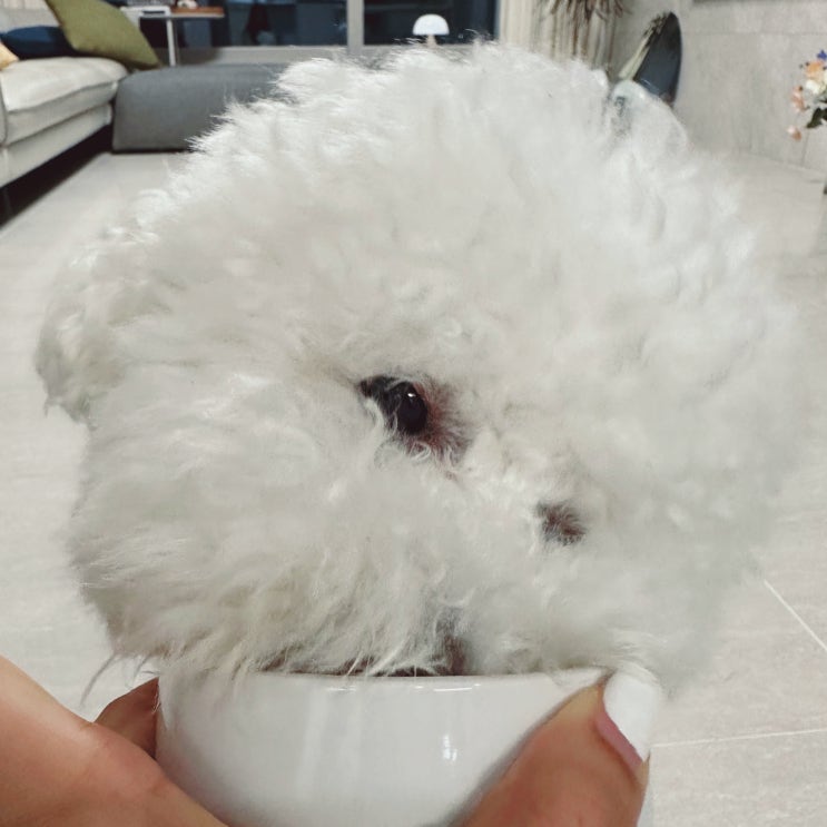  강아지 수돗물 마셔도 될까요? 보리차, 생수, 정수기물도 알려드릴게요