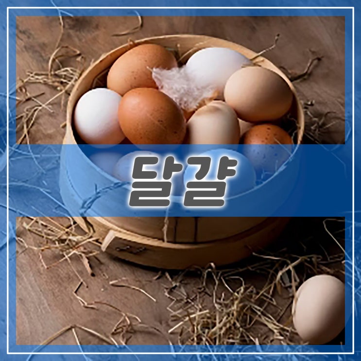  날달걀 날계란 효능, 섭취 시 주의할 점 유통기한 정보