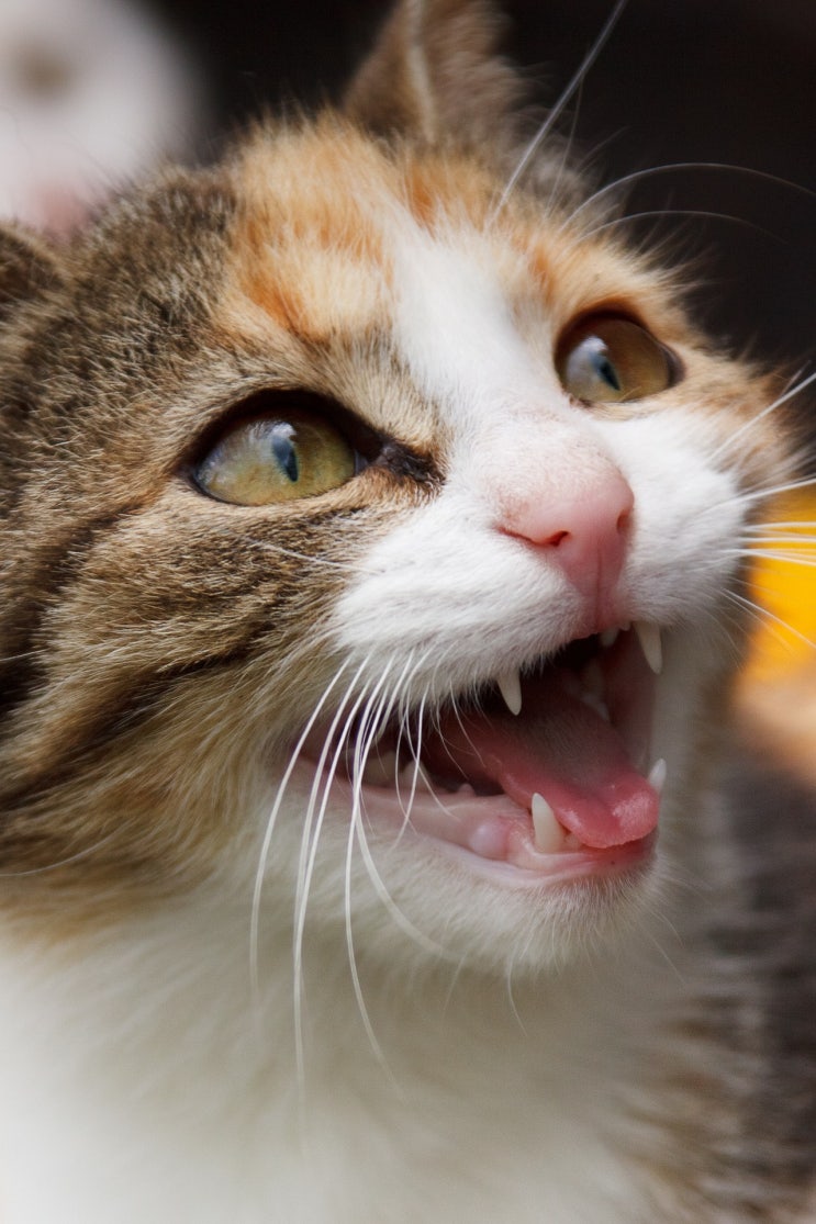 고양이 소리 언어 맴맴 으르렁 울음 그르렁