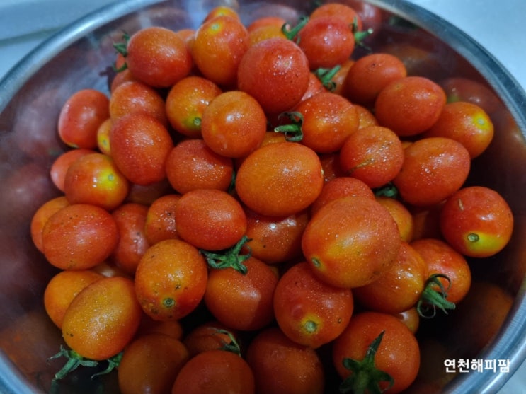 텃밭 토마토키우기 방울토마토 토마토쥬스만들기