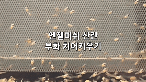 엔젤피쉬 산란과 부화 치어키우기