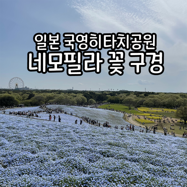  일본 꽃구경 여행, 네모필라 하나미 구경하러 히타치공원