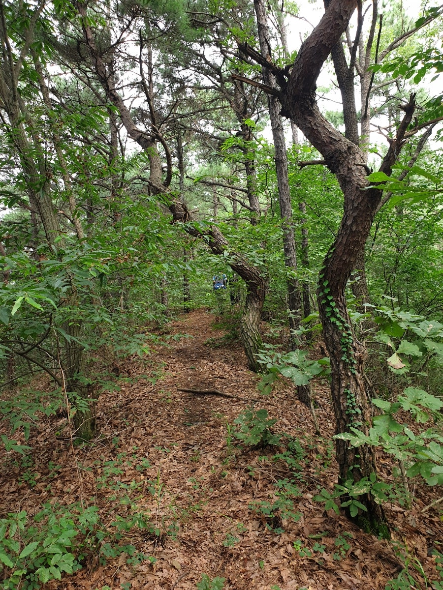 부릉산 사진 6