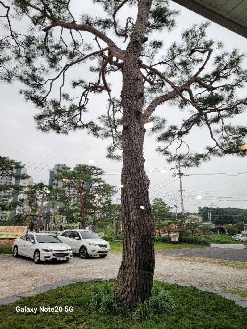 솔카페