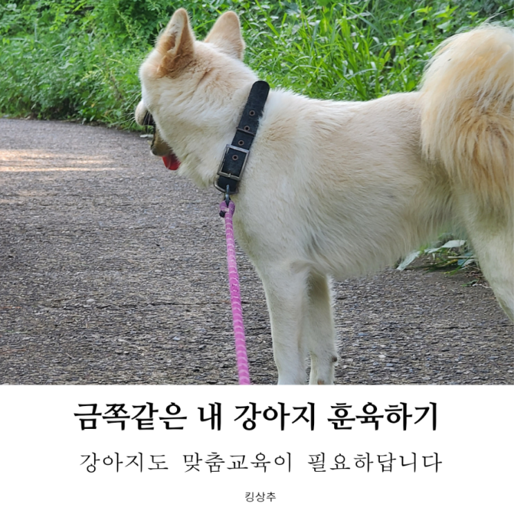  [금쪽같은 내 새끼]를 우리 강아지 키울 때 적용하기! 강아지 훈육 시 주도권 잡는 방법, 강아지 훈육법