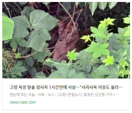 [뉴스] 고령 목장 탈출 암사자 1시간만에 사살…"사자사육 이웃도 몰라"(종합2보)