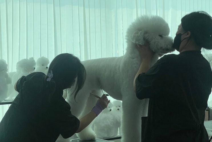  부천애견미용학원 이바우펫 애견미용자격증 상담 다녀왔어요(커리큘럼, 취득 기간, 비용)