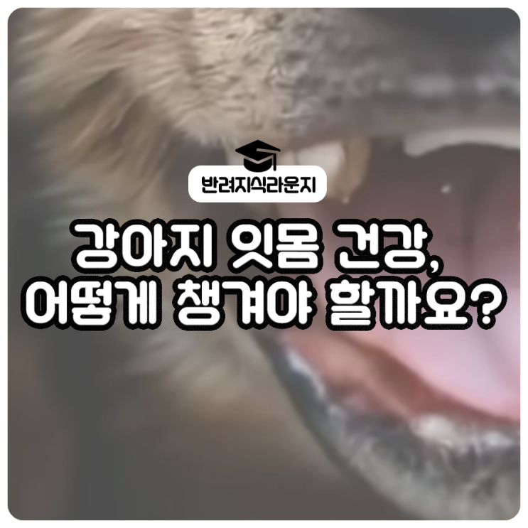  강아지 잇몸 건강, 어떻게 챙겨야 할까요?