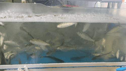  경남사천 여행 "삼천포용궁수산시장" 현지 수산물맛집