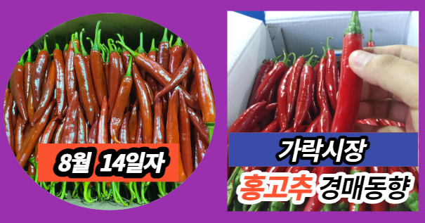  [경매사 일일보고] 8월 14일자 가락시장 홍고추 경매동향을 살펴보겠습니다!