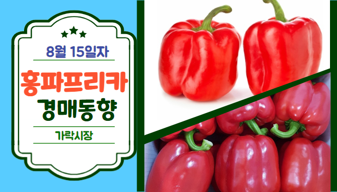  [경매사 일일보고] 8월 15일자 가락시장 홍파프리카 경매동향을 살펴보겠습니다!