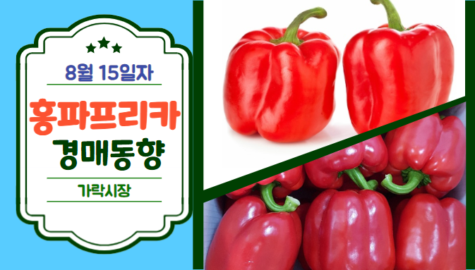 [경매사 일일보고] 8월 15일자 가락시장 홍파프리카 경매동향을 살펴보겠습니다!